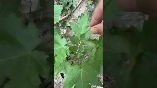 Bug eats tree, I eat bug.