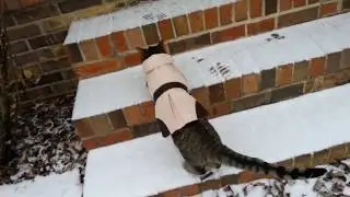 Blind Cat Experiences Her First Snow
