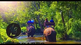 The National Elephant Conservation Centre, Kuala Gandah |  LUXURY ESCAPES