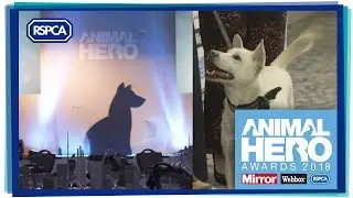 Animal Hero Awards 2018