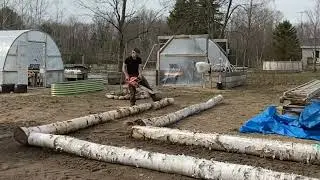 Creating Birch Log Garden Beds