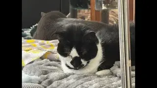 Cat videos JTB is live! Cuteness Overload