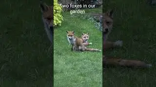 A Pair Of Foxes In The Garden