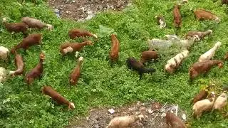 🐑 sheep eating grass, when sheep find food in the middle of the concrete jungle.