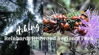 Hiking Reinhardt Redwood Regional Park | Oakland California