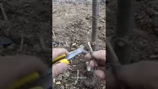 1kuchatlarga payvand solish 24 февраля 2020 г.