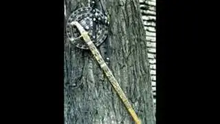 Kvemo Kartli (Borchali)