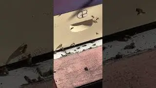 Bees flying in December #geesbees #honey #bee #december #honeybee #beeslife