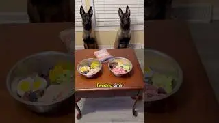 Dinner time!🍽️ Raw feeding Belgian Malinois #dogfood #dogs #shorts