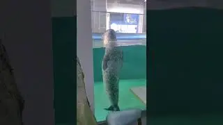 Seals are so cute.#seal#funny#for#foryou #fyp #foryoupage #funnyvideo #cute #silly#pet #animals