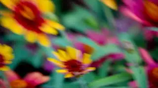 SEÍSMOS FÍLMICOS: VUELO DE ABEJA