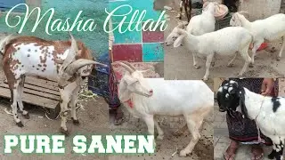 pure sanen ki bakriya kashmiri bakre sanen breeder aur vilayati baby sheeps available in Talabkatta