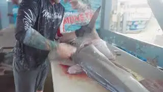 How To Catch and Filet Shark!