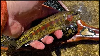 Bishop Creek and Pass Trail Fishing and Hiking