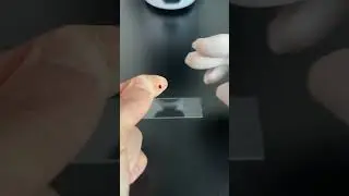 #microscopechallenge #thingsunderthemicroscope #microscope
