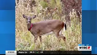 Style of hunting controversy after friendly deer goes missing on Daufuskie Island