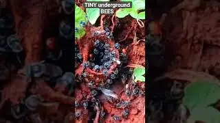 small small underground BEES #bees #beeshorts #beeshorts #shorts