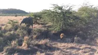 Jesse and  a young  Elephant behind Offbeat Mara camp