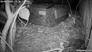 Hedgehog live stream