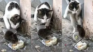 CAT AFRAID OF MOUSE FUNNY VIDEO|TOM & JERRY|CAT VS MOUSE #shorts