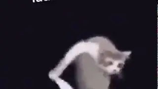 cat doing laundry