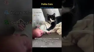 Have You Ever Seen a Polite Cat #shorts #funnycat #viral #youtubeshorts #catshorts