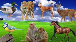 New Farm Animal Sounds 2025 : Bluetit, Horse, Duck, Dog, Monkey, Deer, Tiger &ndash; AnimalsVideos