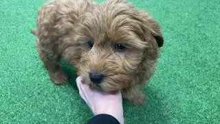 Ashley UPDATE - Micro Goldendoodle - Family Bred Puppies