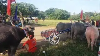Makepung Buffalo Race in West Bali