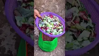 15 Din Mein Kitchen Waste = Khad 😱 | No Smell, No Mess!🚀