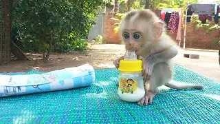 A Little BeDe Requests Milk Screaming While Milk Coming Late