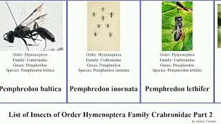 List of Insects of Order Hymenoptera Family Crabronidae Part 2 trypoxylon tachytes oxybelus nysson