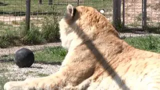 Big Cats at GW Zoo