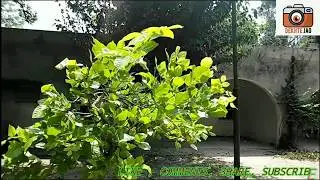 Village, Factory Colony House Syed Azhar Ali