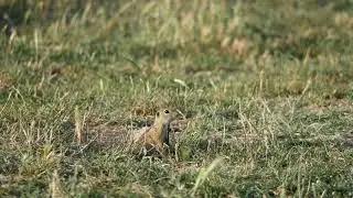22/06/22 European ground squirrel (Spermophilus citellus)