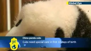Panda breeding centre puts 14 cubs on display