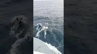Thousands of Pacific White-Sided Dolphins Came to Say Hi!! ❤️ 😍 💖