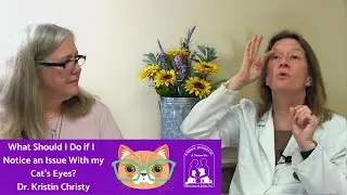 What Should I Do If I Notice an Issue with my Cat's Eyes?