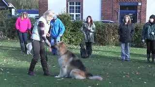 Specialist Dog Training