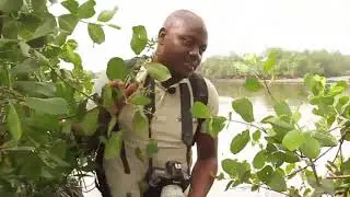 MAN and MANGROVES AN ENVIRONMENTAL AWAKENING