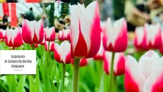 Tulipmania at Gardens By the Bay Singapore | Calm and Soothing music | Tulips 🌷 | Nature love ✨