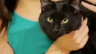 Meet Magic Kevin The Adoptable Black Cat