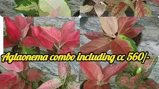 Aglaonema combo including cc 560/- contact no 7558048200