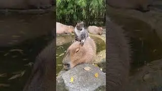 Кот-массажист | капибара кайфует! #капибара #capibara  #capybara  #animals #relaxshorts