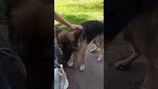 Дрессировка красавицы Николь! Немецкая овчарка!🐕&zwj;🦺Shepherd training Nicole! Super beautiful dog!
