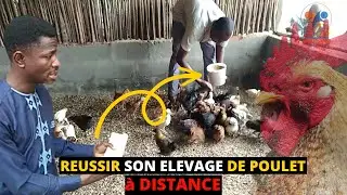 ELEVAGE poulet GOLIATH et LOCAL en AFRIQUE N*5 (investir au pays) comment faire AVICULTURE rentable?