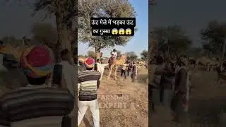 गुस्से में पागल ऊंट ने मचाया बवाल भड़का ऊंट