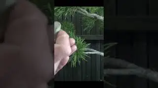 Bonsai tool cleaning tips #bonsai #bravobonsai #bonsaifan