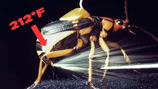 The Strangest Animal Defenses