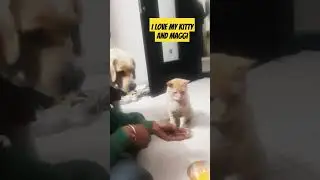 my favourite dog and cat #catanddog #dogandcatbestfriends #arvind1074